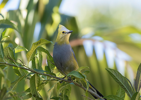Long Tailed Silky Flycatcher