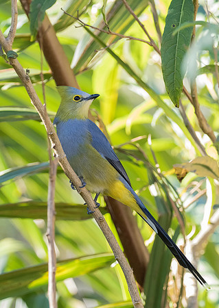 Long Tailed Silky Flycatcher