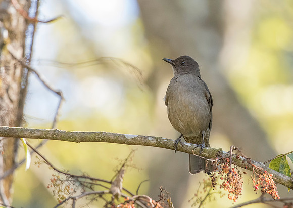 Mountain Thrush