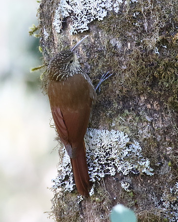 Spot Crowned Woodcreeper