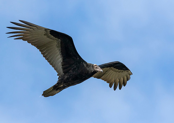Turkey Vulture