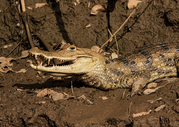 Spectacled Caiman