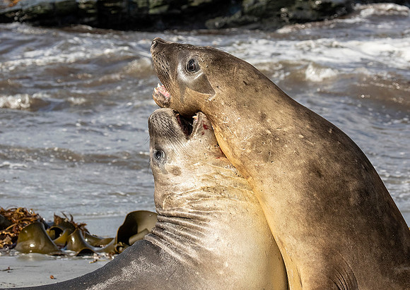 Elephant Seals