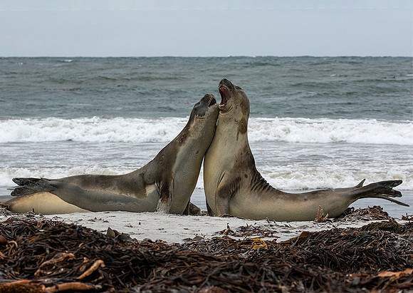 Elephant Seals