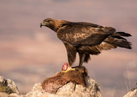 Golden Eagle