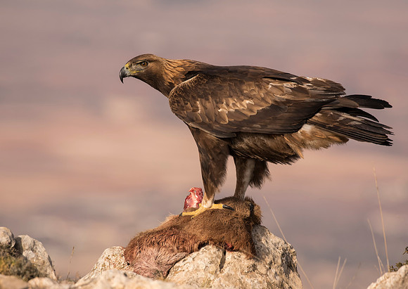 Golden Eagle
