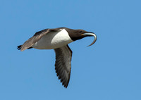 Guillemot with Fish