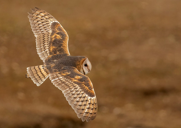 Barn Owl