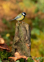 Great Tit