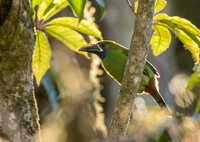 Emerald Toucanet