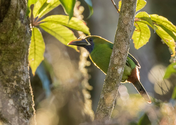 Emerald Toucanet