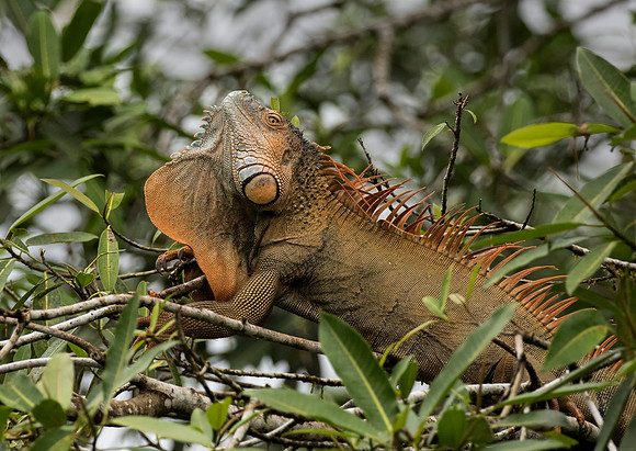 Green Iguana