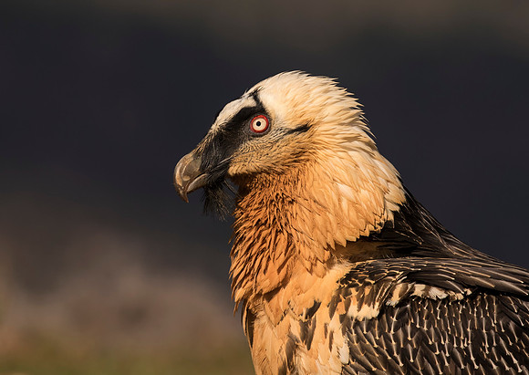 Bearded Vulture