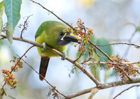 Emerald Toucanet