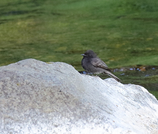 Black Phoebe