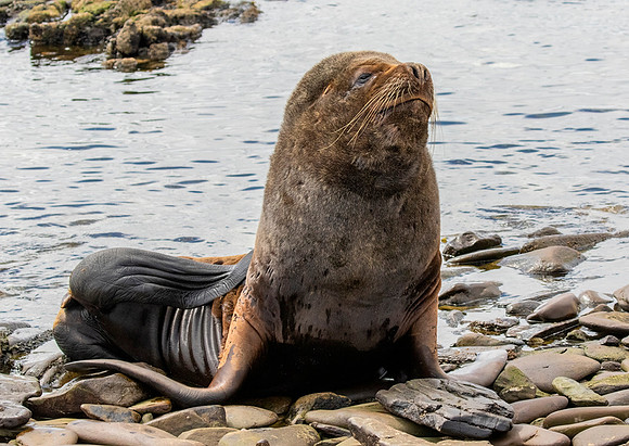 Southern Sea Lion