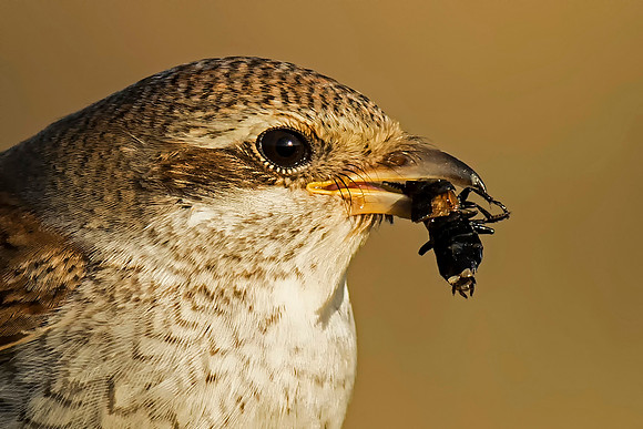 Juvenile Red Backed Shrike with Prey