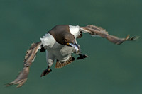 Guillemot in Flight with Fish