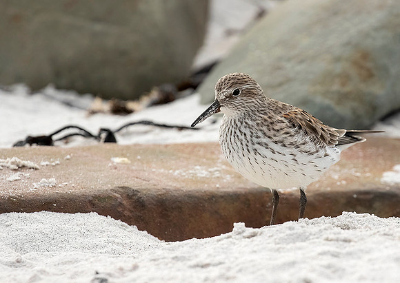White-Rumped Sandpiper