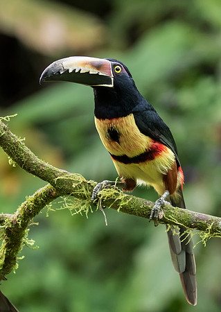 Collared Aracari