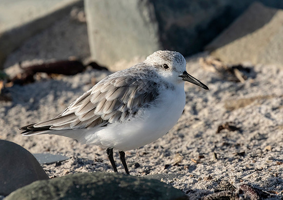 Sanderling