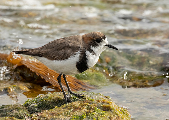 Two Banded Plover