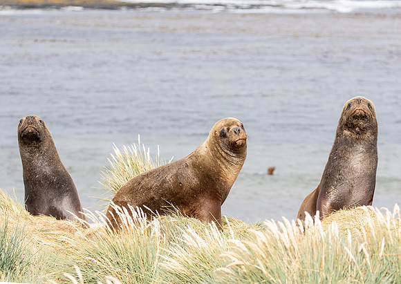 Southern Sea Lion
