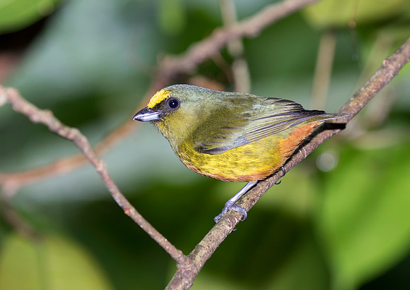 Olive Backed Euphonia