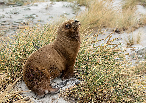 Southern Sea Lion
