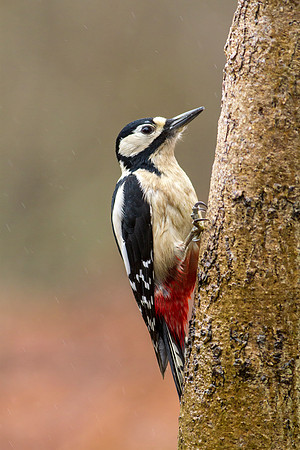 Great Spotted Woodpecker
