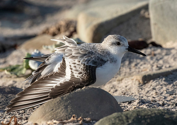 Sanderling