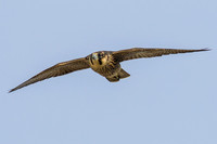 Juvenile Peregrine Falcon