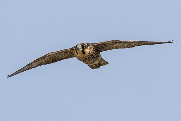 Juvenile Peregrine Falcon