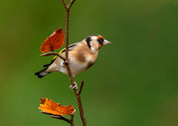Goldfinch