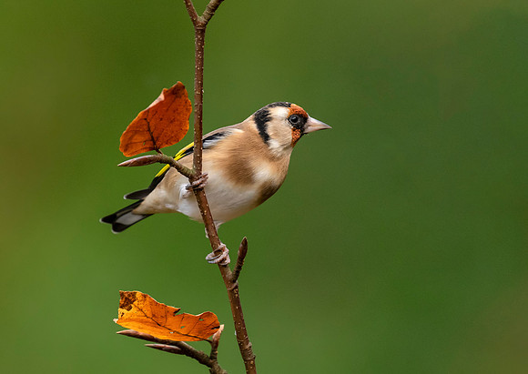 Goldfinch