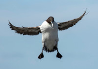 Guillemot in Flight
