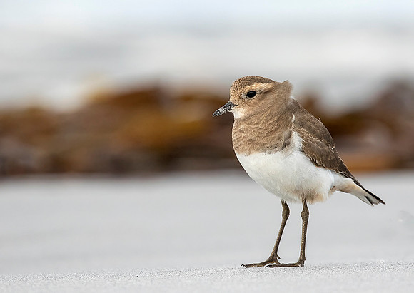 Rufous Chested Dotteril