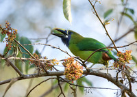 Emerald Toucanet