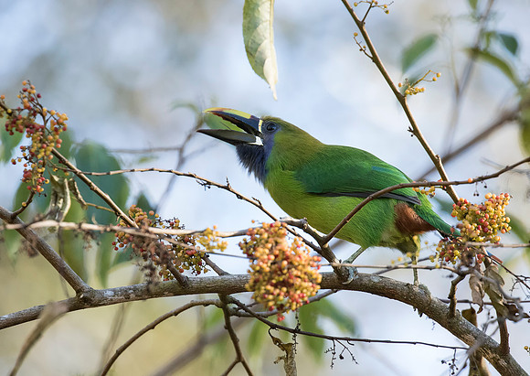 Emerald Toucanet