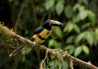 Collared Aracari
