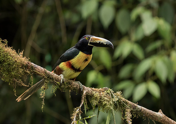 Collared Aracari