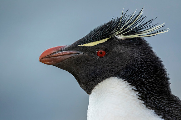 Rockhopper Penguin