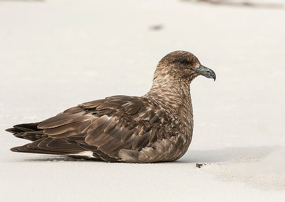 Falkland Skua