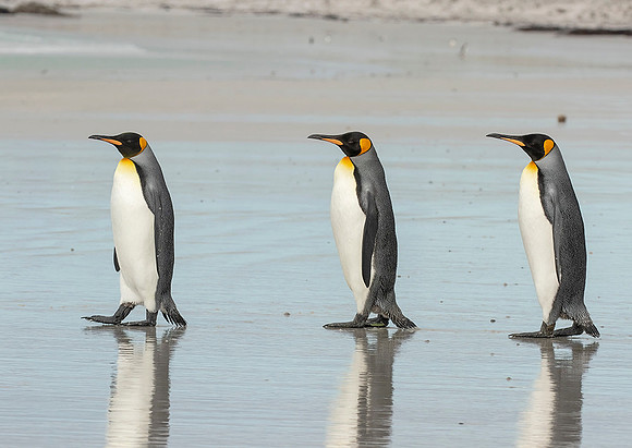 King Penguins