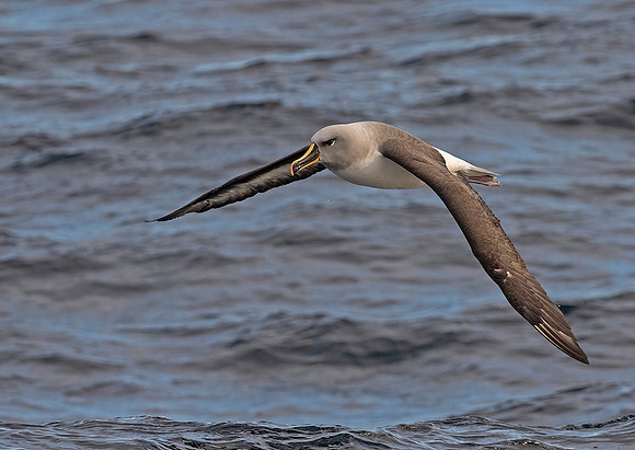 Grey Headed Albatross
