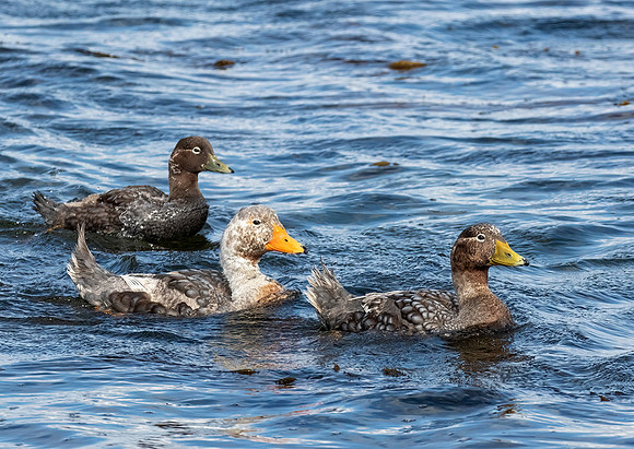 Steamer Duck