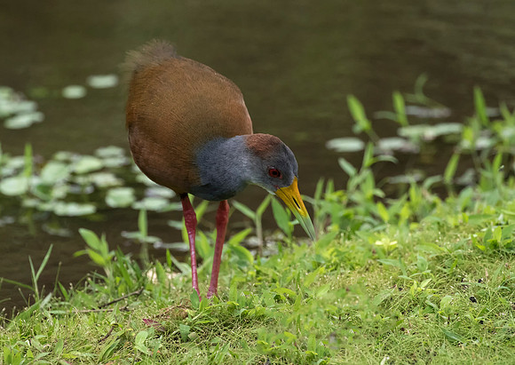 Gray Necked Wood Rail