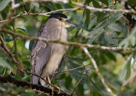 Black Crowned Night Heron