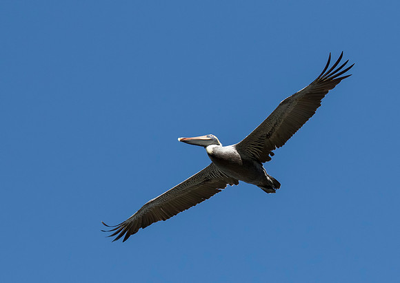 Brown Pelican