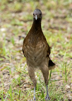 Grey Headed Chachalaca